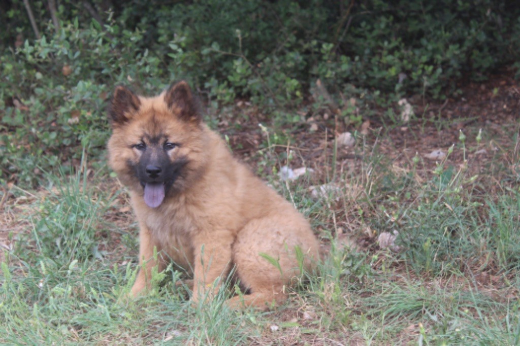 chiot Eurasier Du Mont Victoire