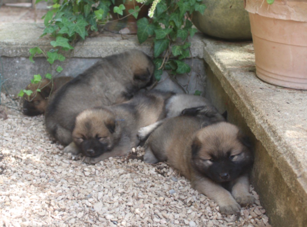 chiot Eurasier Du Mont Victoire