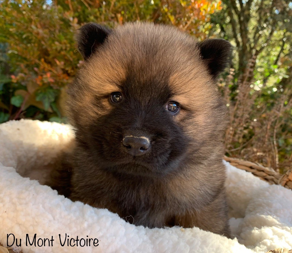 chiot Eurasier Du Mont Victoire