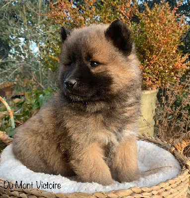 Du Mont Victoire - Eurasier - Portée née le 27/11/2023