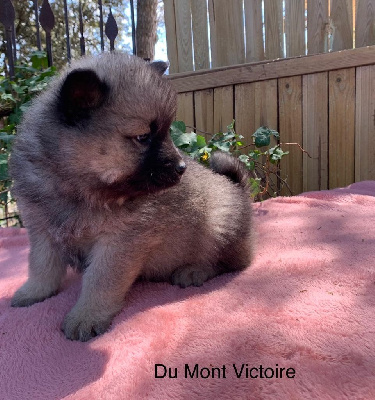 CHIOT vert foncé