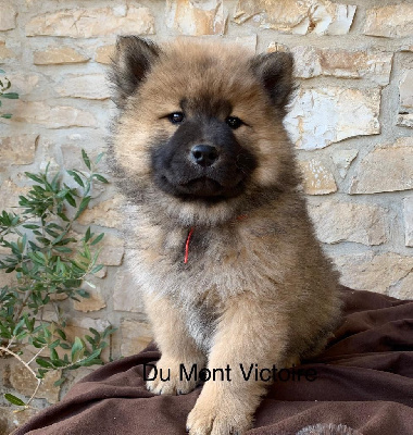 CHIOT Santa Tao (collier rouge)