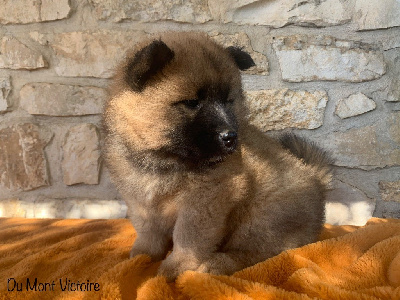 Du Mont Victoire - Eurasier - Portée née le 28/08/2024