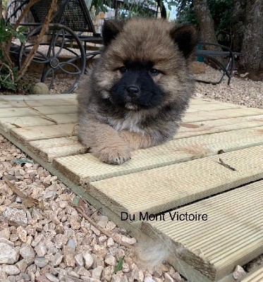 Du Mont Victoire - Eurasier - Portée née le 20/11/2021