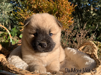 Du Mont Victoire - Eurasier - Portée née le 07/12/2023