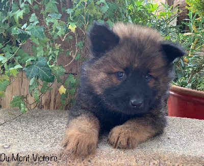 Du Mont Victoire - Eurasier - Portée née le 18/09/2024