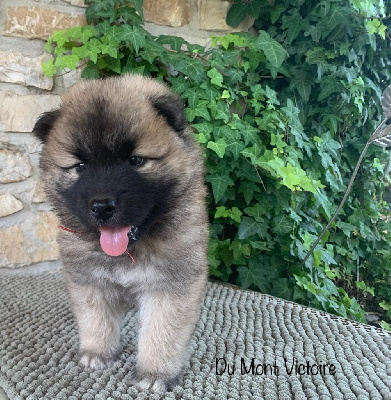 Du Mont Victoire - Eurasier - Portée née le 09/06/2023