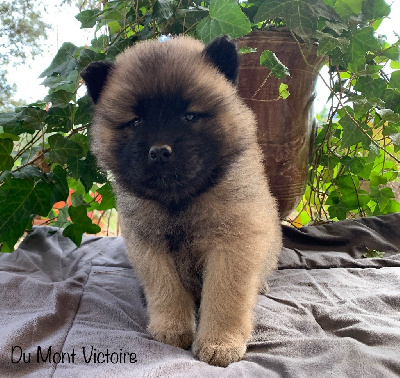 Du Mont Victoire - Eurasier - Portée née le 22/09/2023