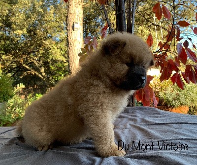 CHIOT collier vert pomme 