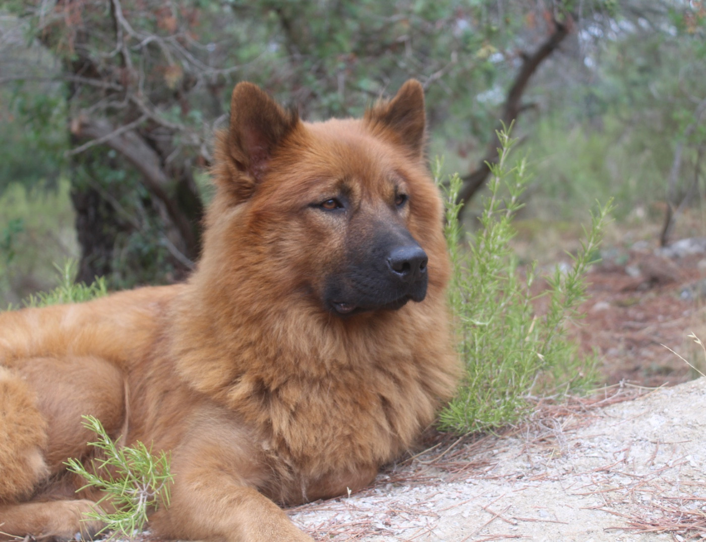 Du Mont Victoire - Panier retraite