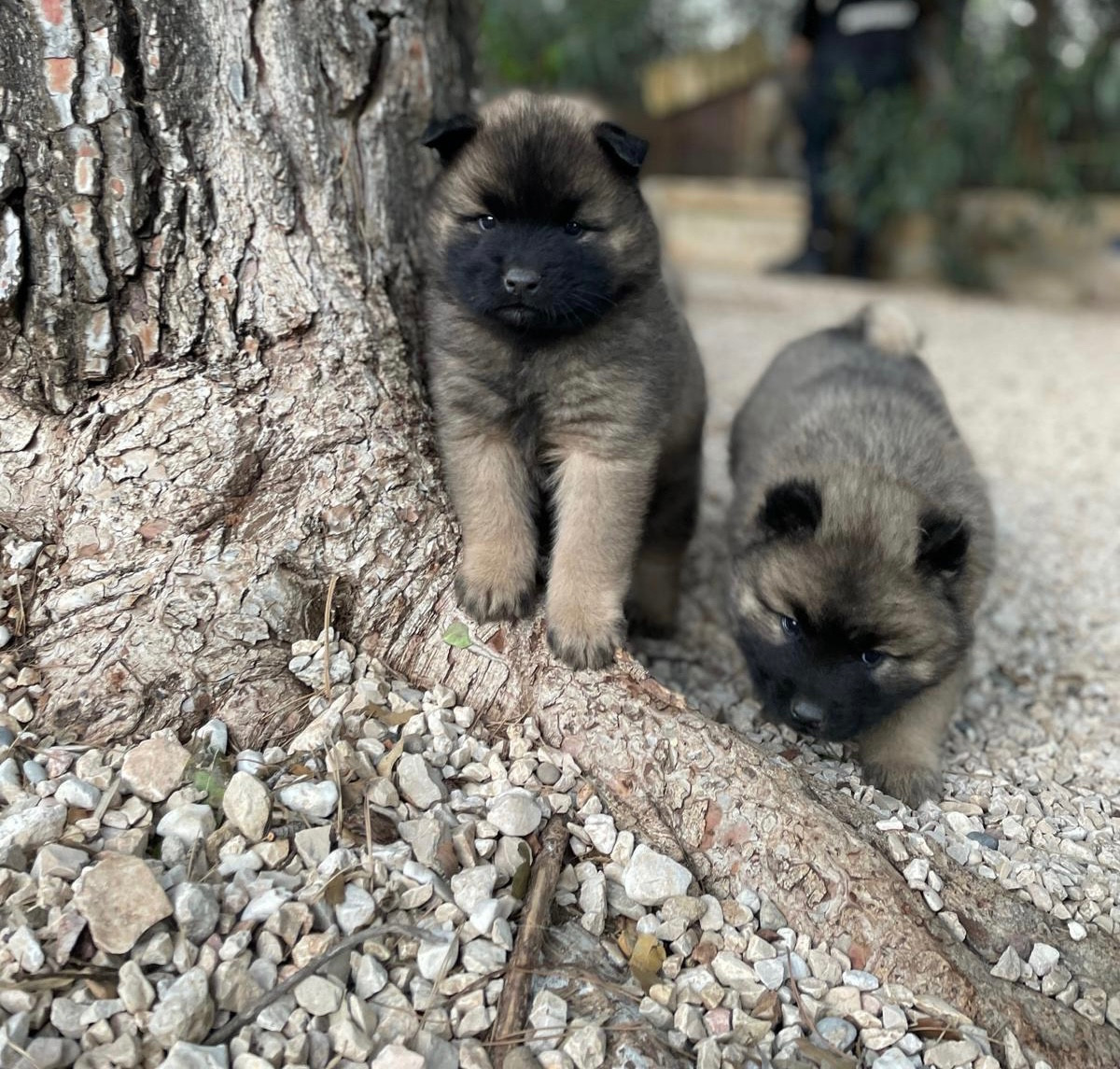Du Mont Victoire - Carnet rose
