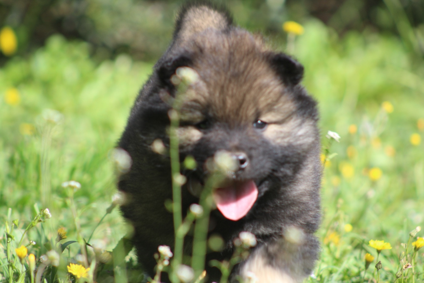Du Mont Victoire - Carnet rose