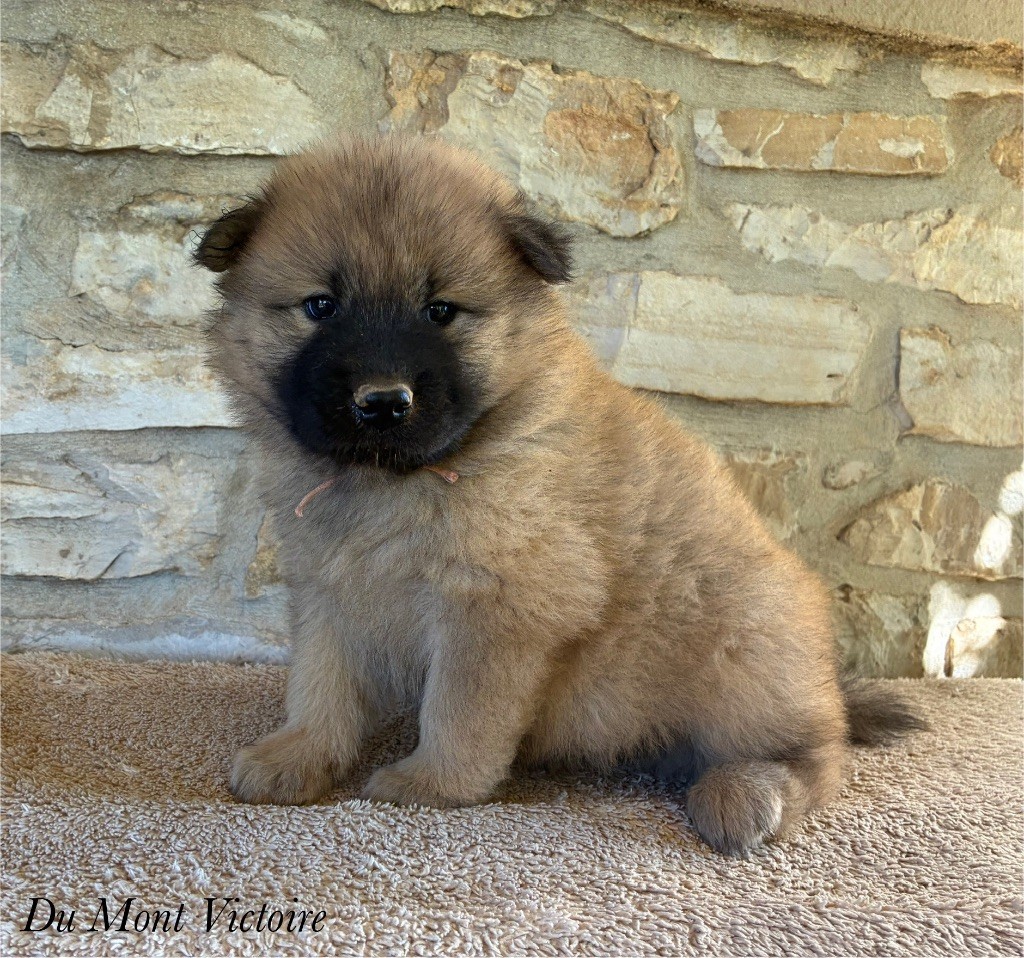 Du Mont Victoire - Chiots disponibles - Eurasier