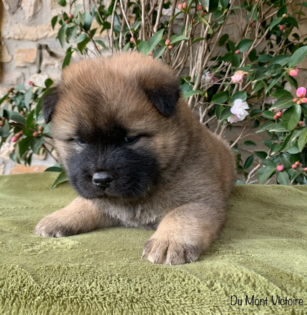 Du Mont Victoire - Eurasier - Portée née le 24/12/2024