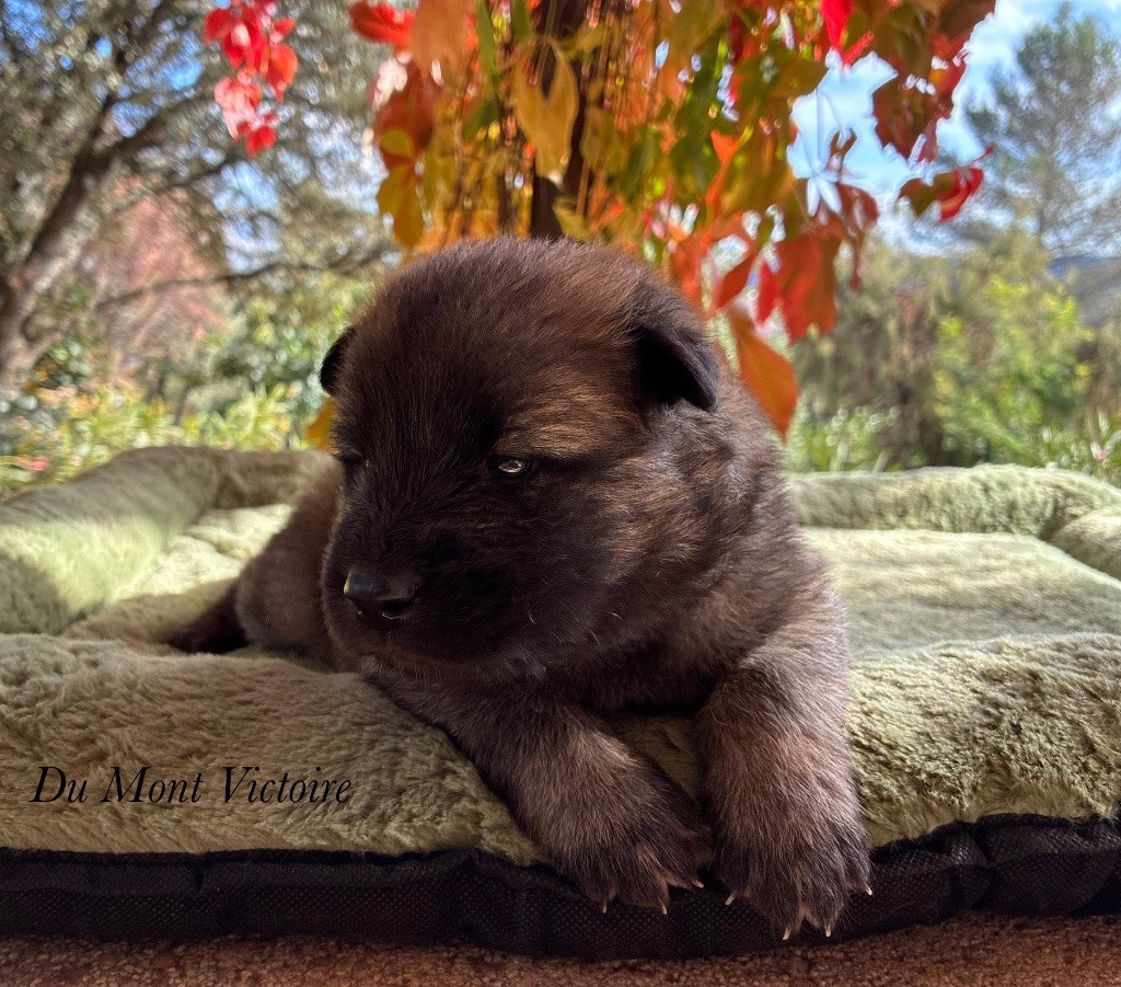 Du Mont Victoire - Chiots disponibles - Eurasier