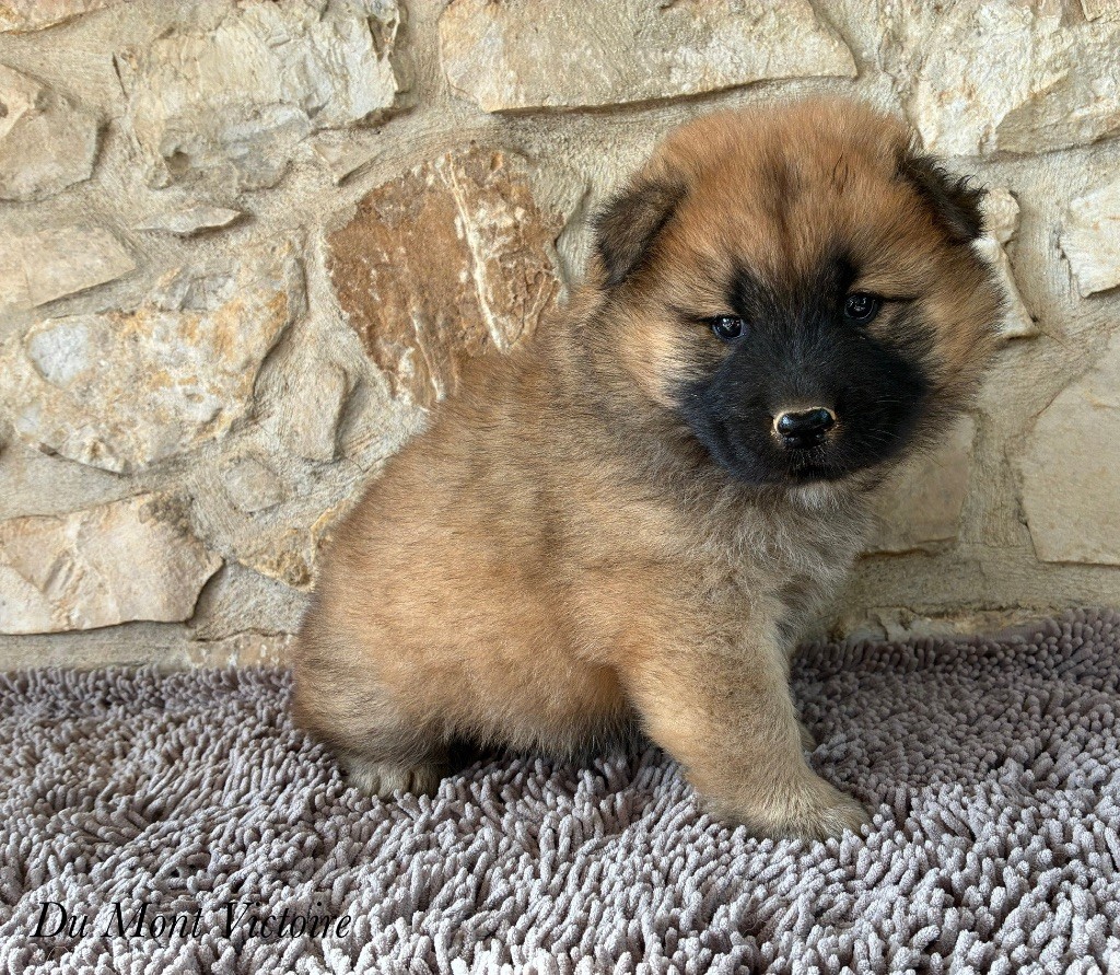 Du Mont Victoire - Chiots disponibles - Eurasier