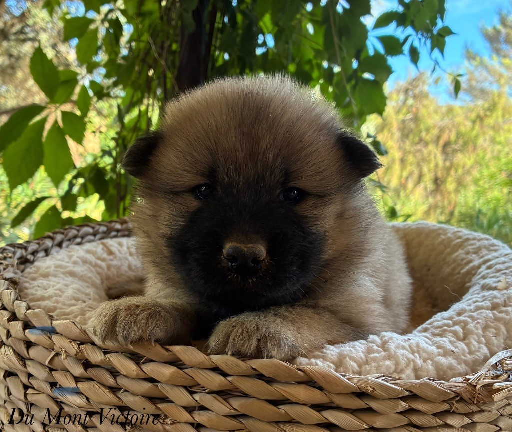 Du Mont Victoire - Chiots disponibles - Eurasier