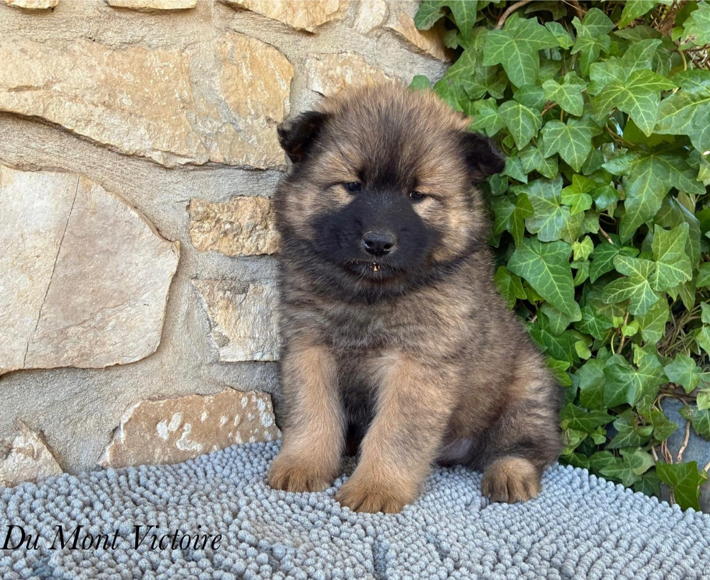 Du Mont Victoire - Eurasier - Portée née le 22/09/2025