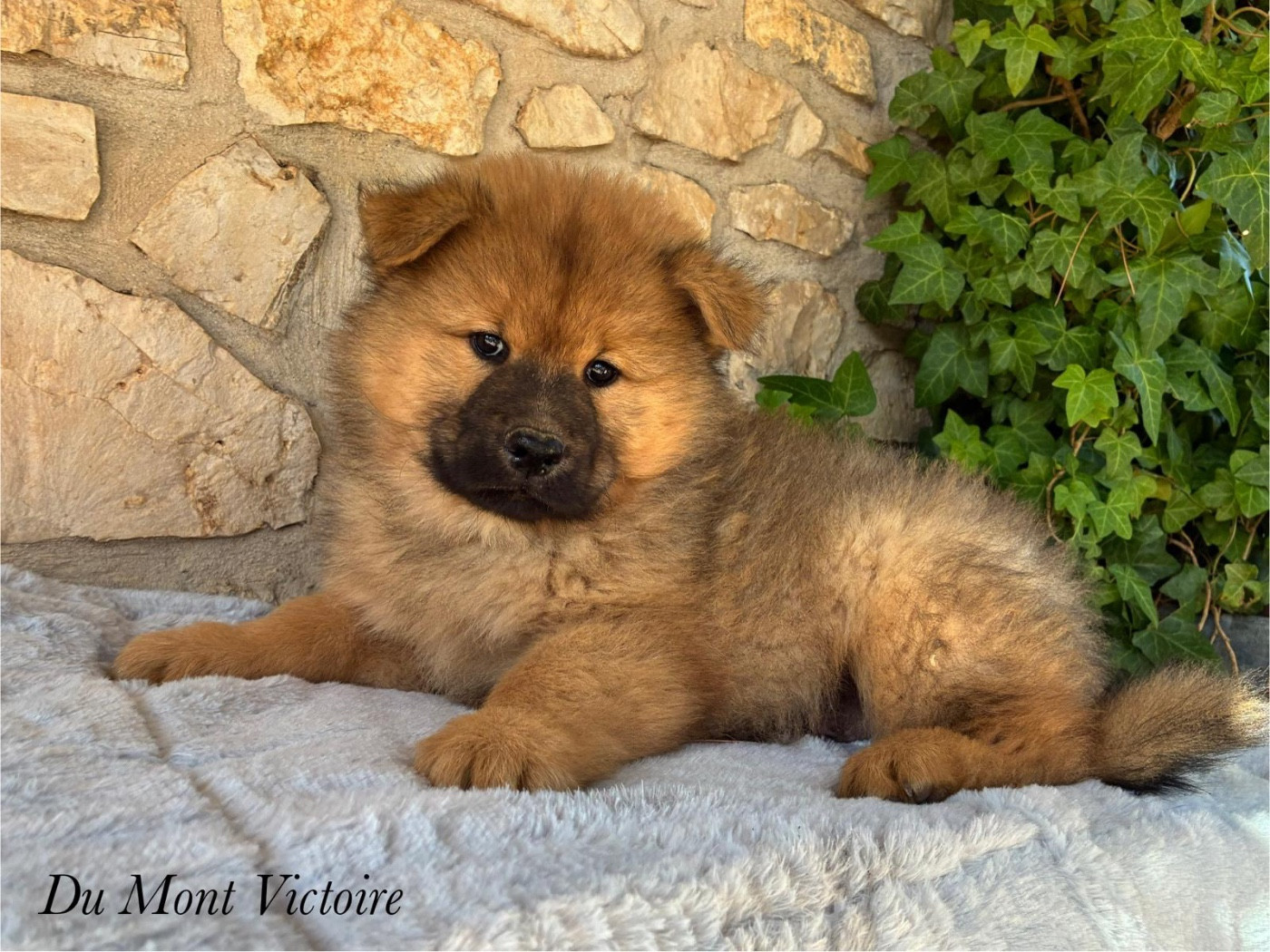 Du Mont Victoire - Eurasier - Portée née le 03/09/2025