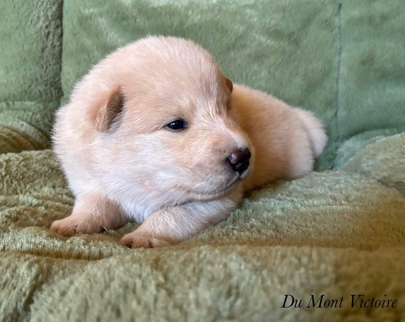 Du Mont Victoire - Chiots disponibles - Eurasier