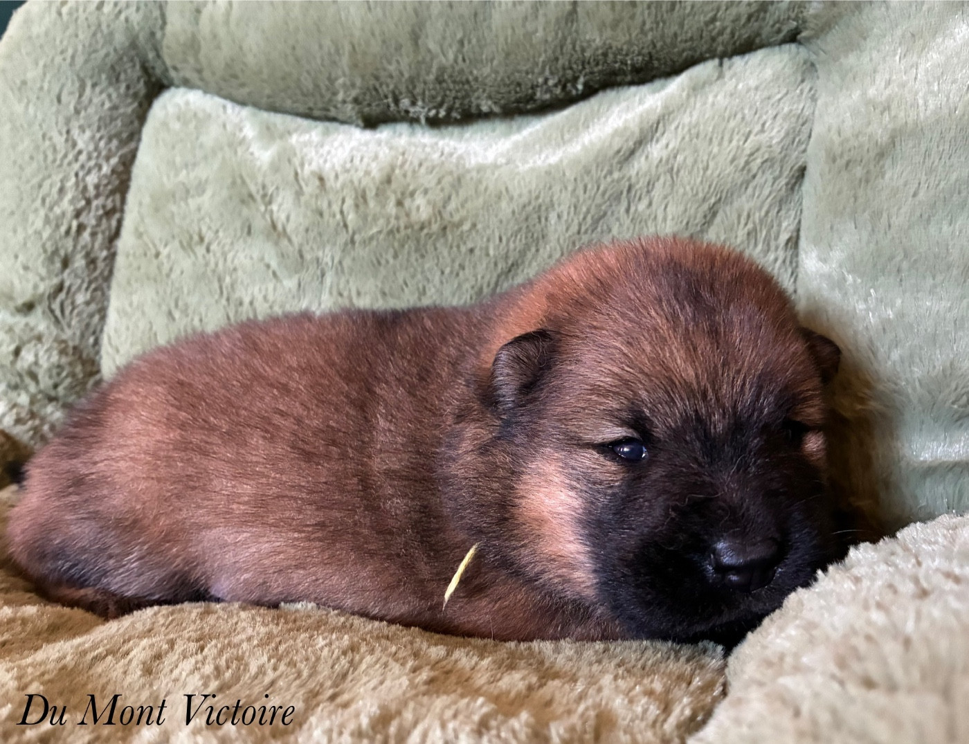 Du Mont Victoire - Chiots disponibles - Eurasier