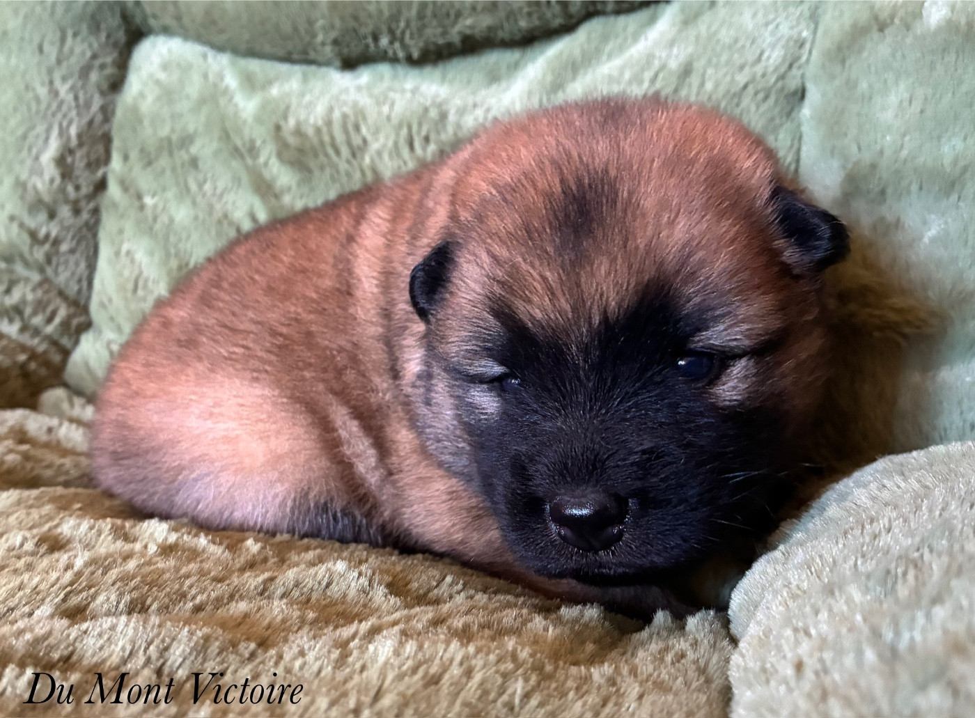 Du Mont Victoire - Chiots disponibles - Eurasier