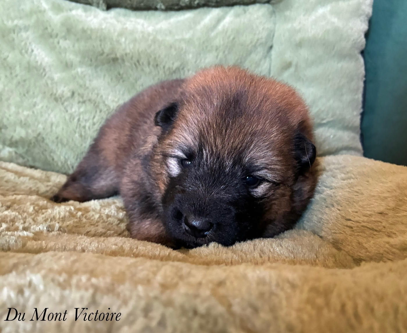 Du Mont Victoire - Chiots disponibles - Eurasier
