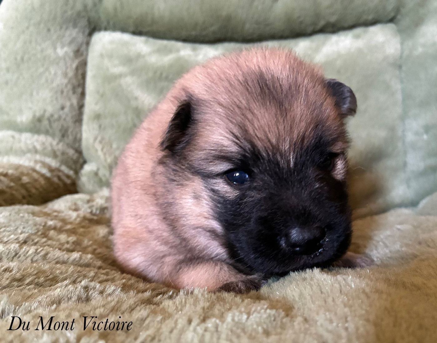 Du Mont Victoire - Chiots disponibles - Eurasier