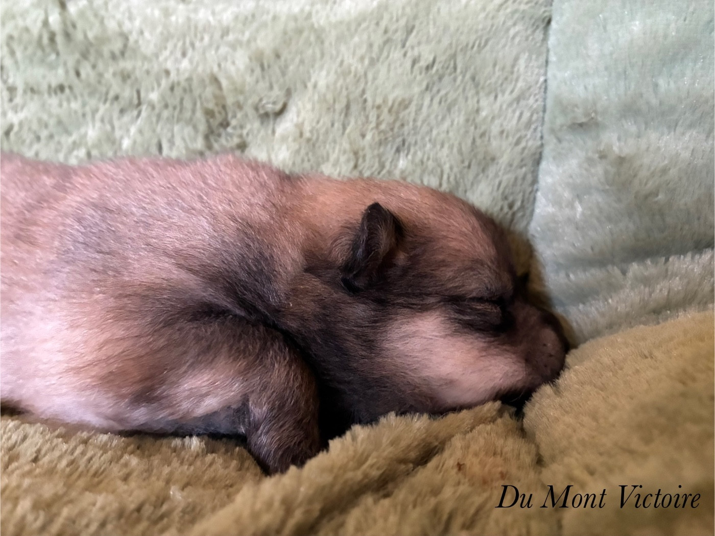 Du Mont Victoire - Chiots disponibles - Eurasier