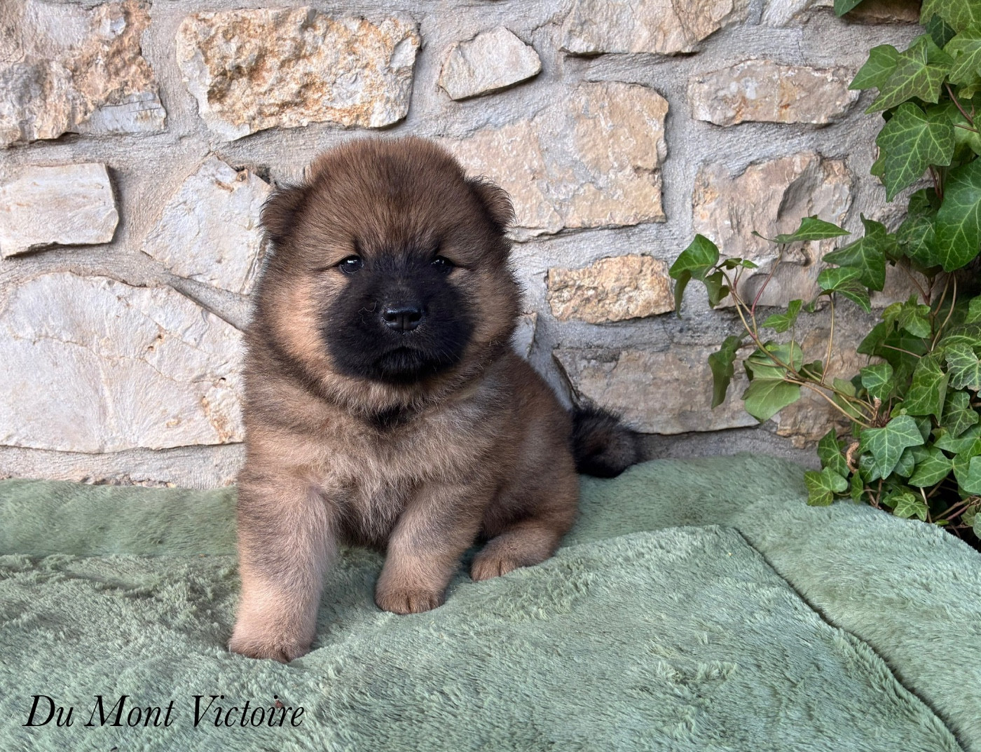 Du Mont Victoire - Chiots disponibles - Eurasier