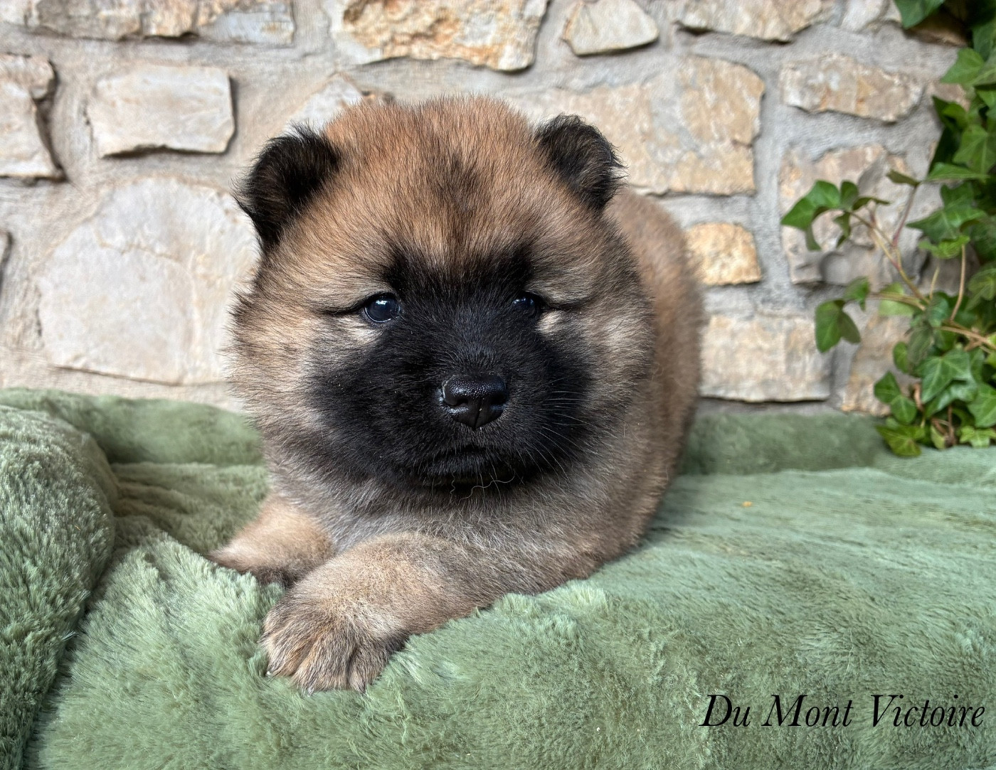 Du Mont Victoire - Chiots disponibles - Eurasier