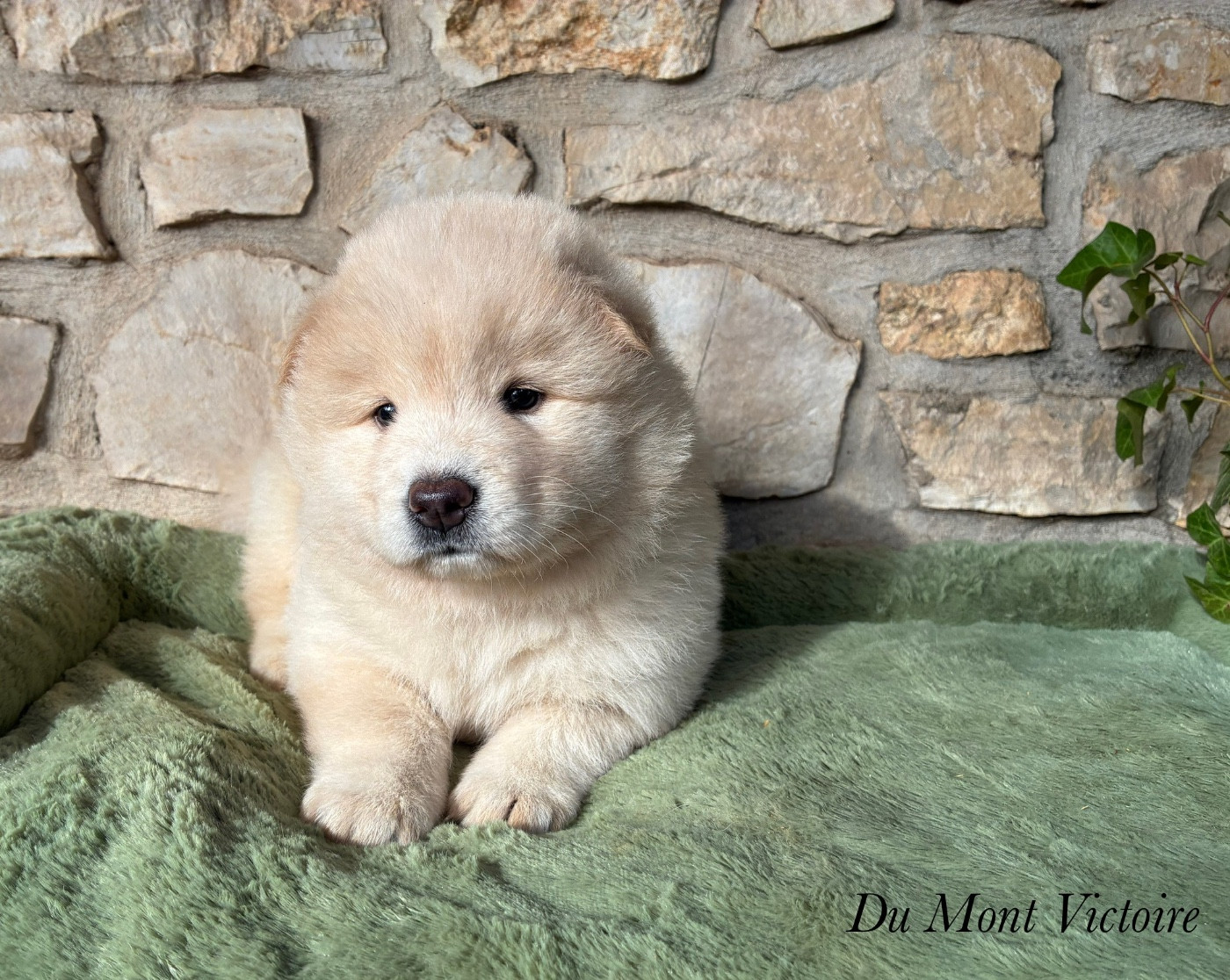 Du Mont Victoire - Chiots disponibles - Eurasier