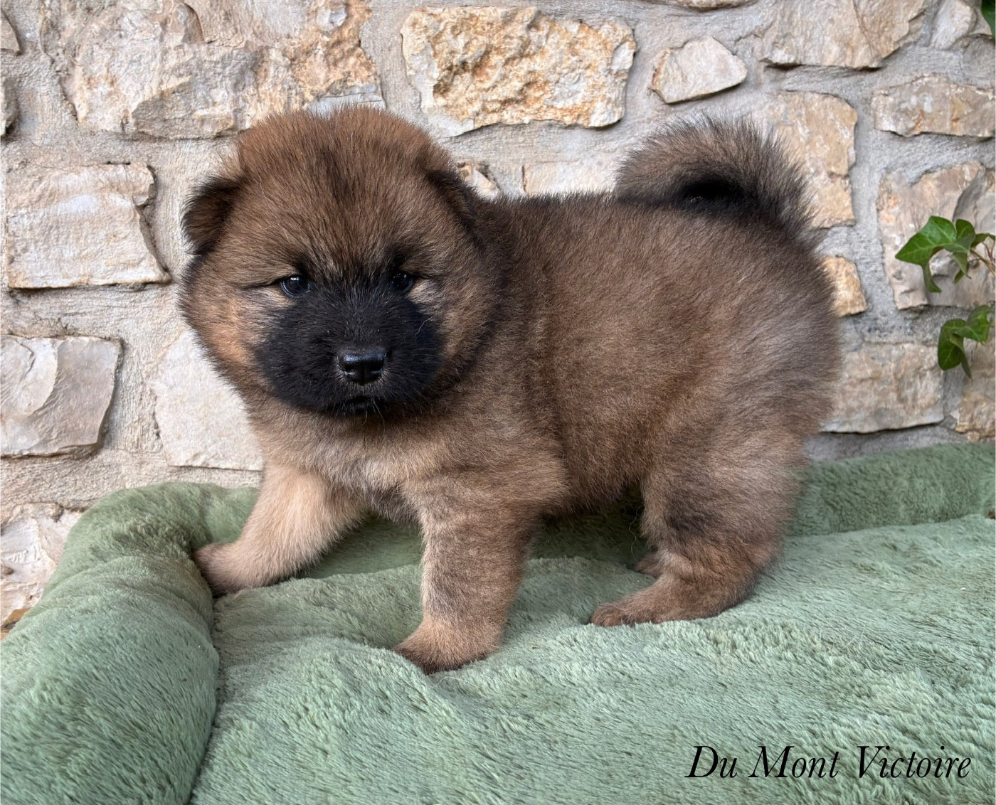 Du Mont Victoire - Chiots disponibles - Eurasier