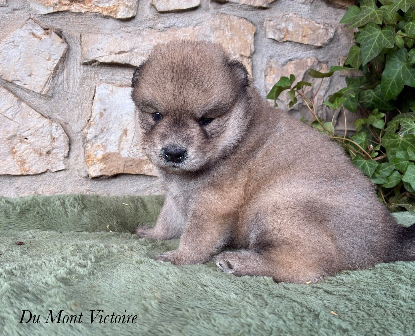 Du Mont Victoire - Chiots disponibles - Eurasier