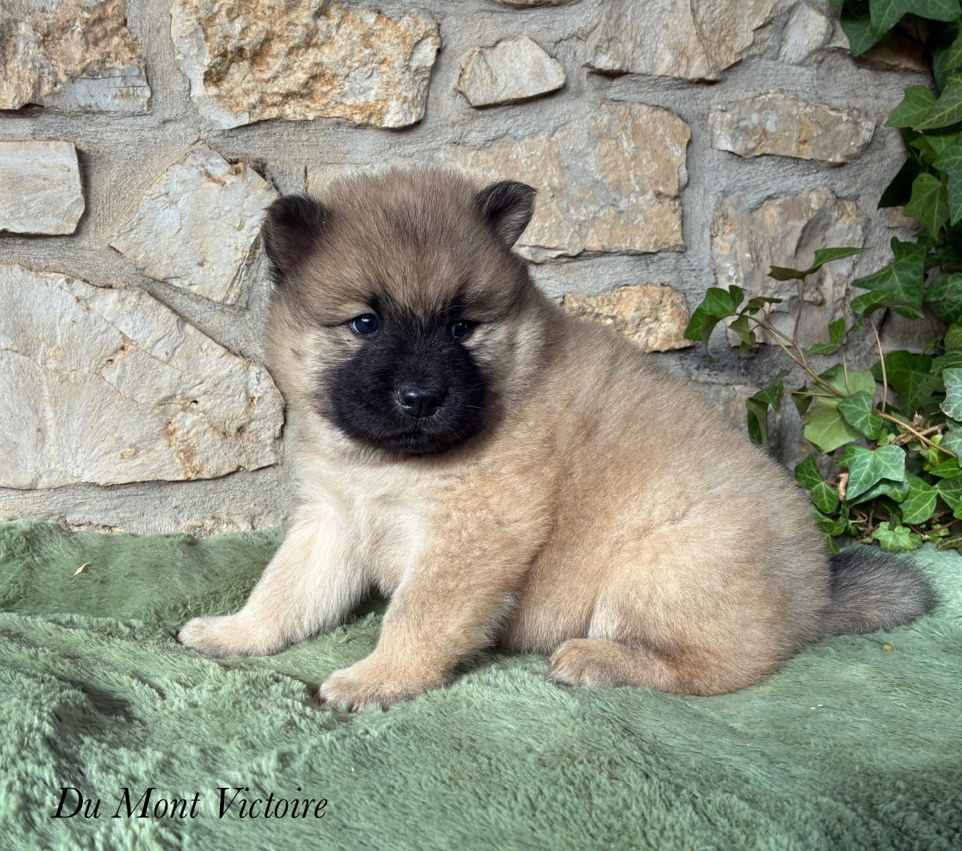 Du Mont Victoire - Chiots disponibles - Eurasier