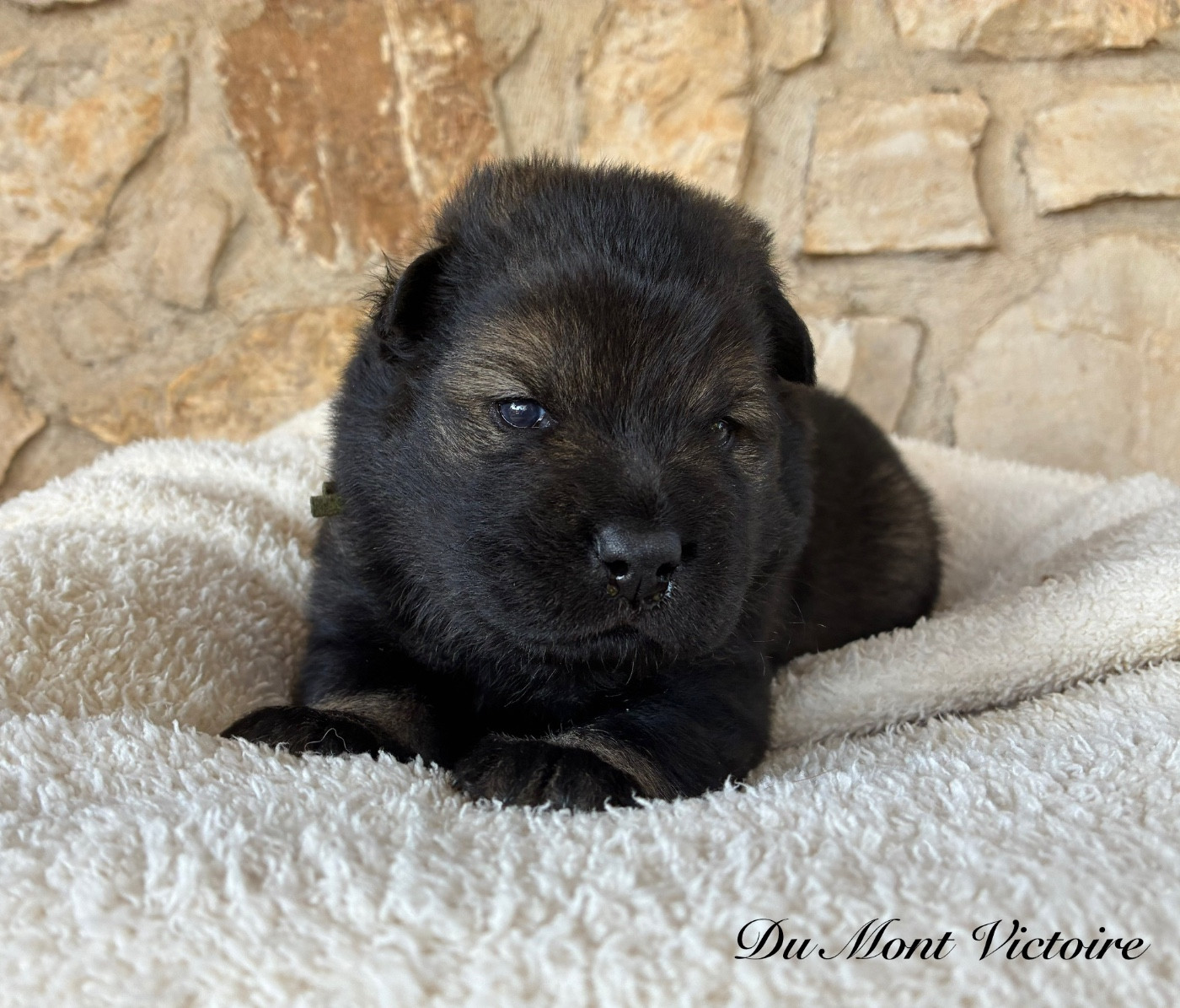 Du Mont Victoire - Chiots disponibles - Eurasier
