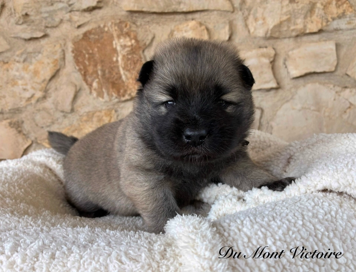 Du Mont Victoire - Chiots disponibles - Eurasier