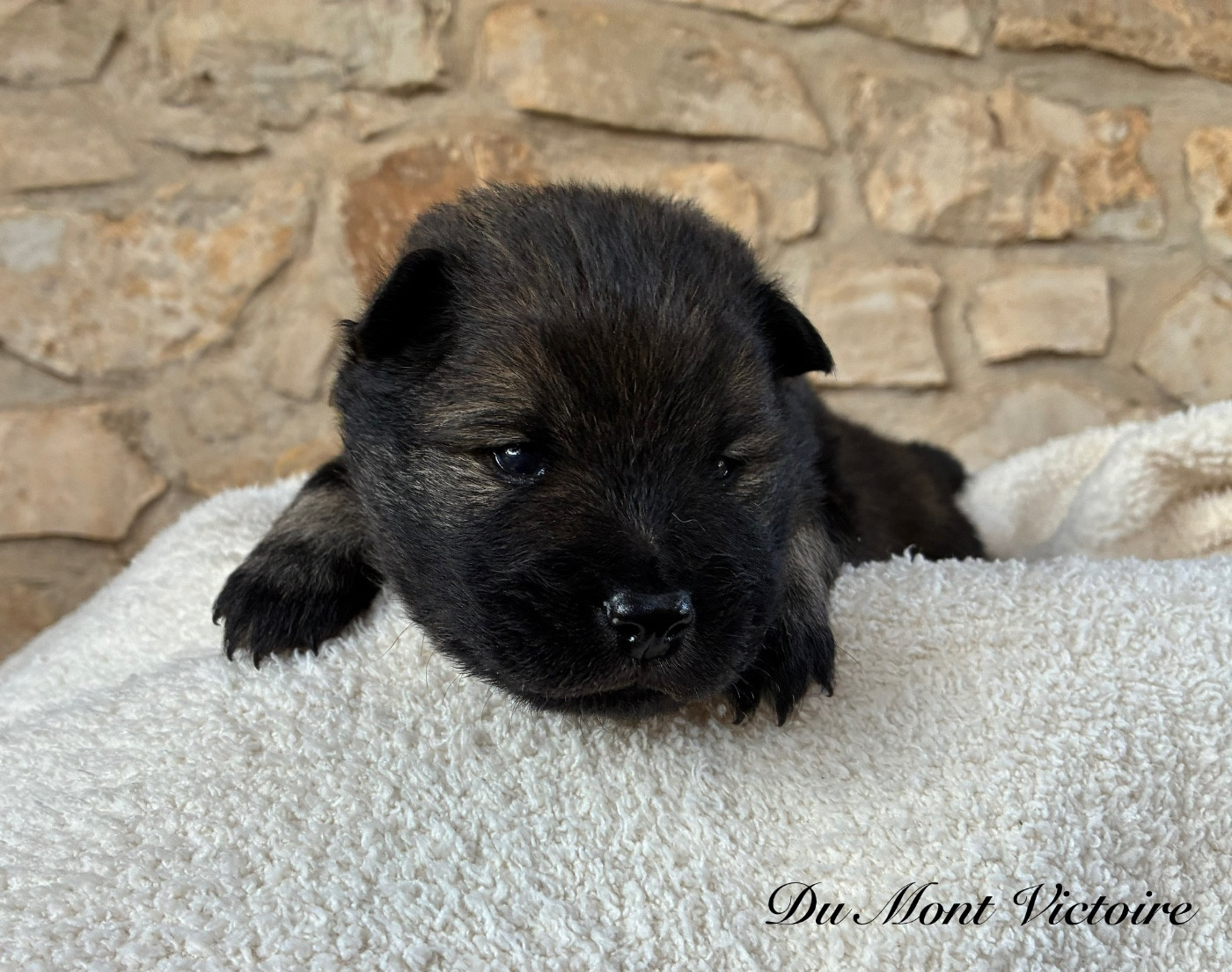 Du Mont Victoire - Chiots disponibles - Eurasier