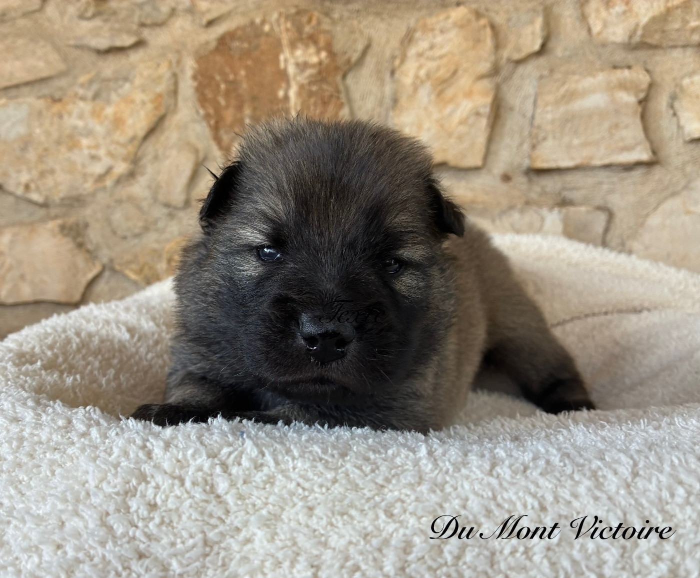 Du Mont Victoire - Chiots disponibles - Eurasier