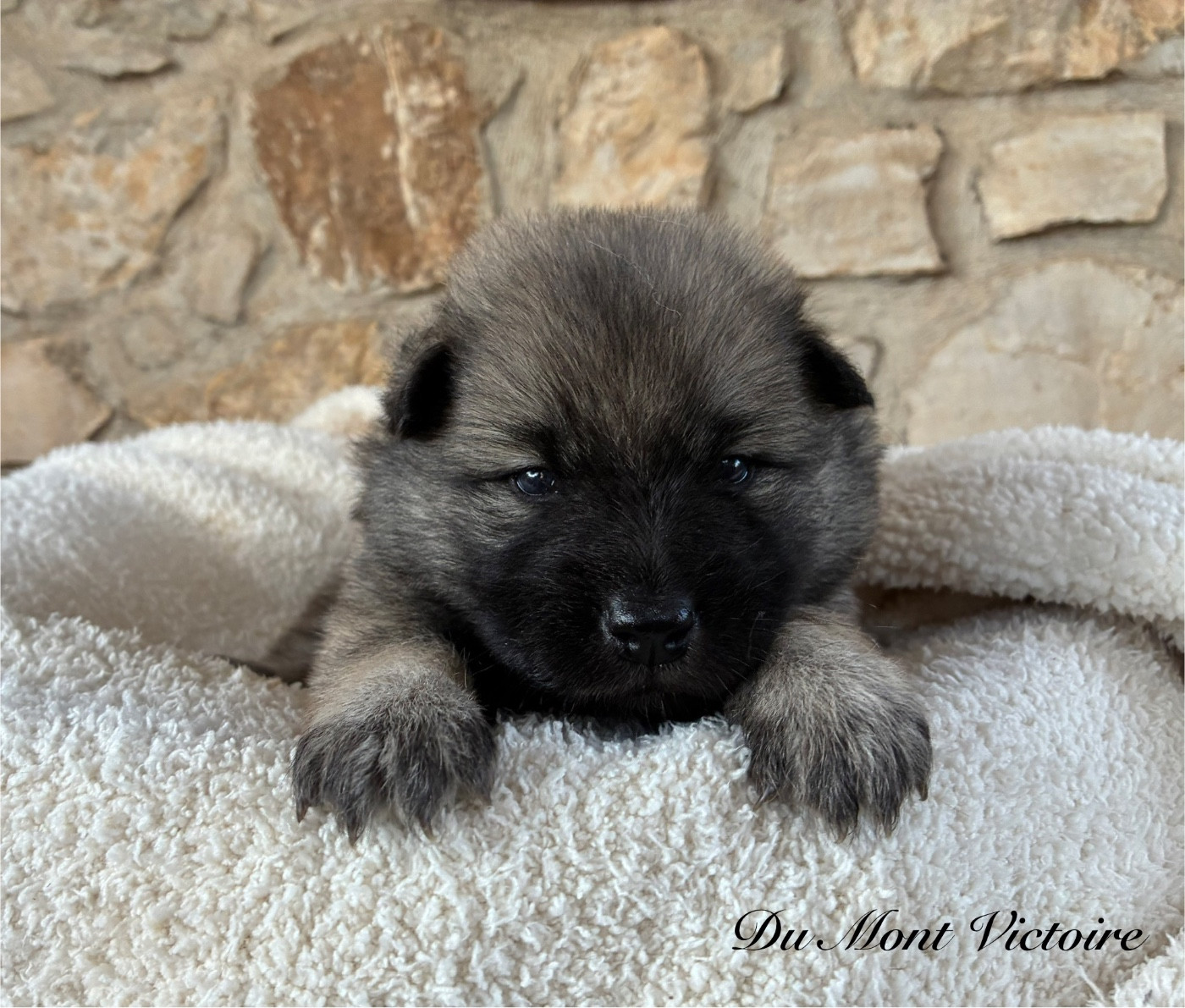 Du Mont Victoire - Chiots disponibles - Eurasier