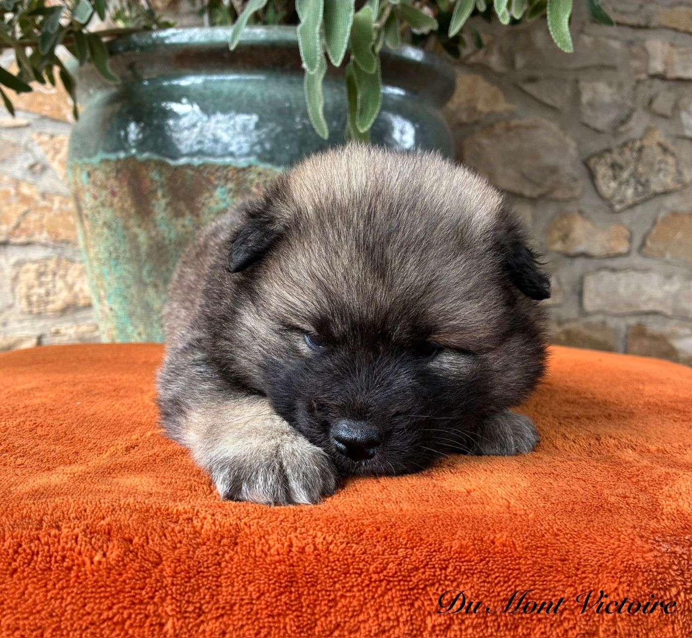 Du Mont Victoire - Chiots disponibles - Eurasier