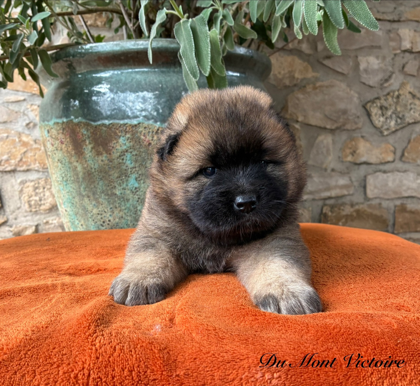 Du Mont Victoire - Chiots disponibles - Eurasier