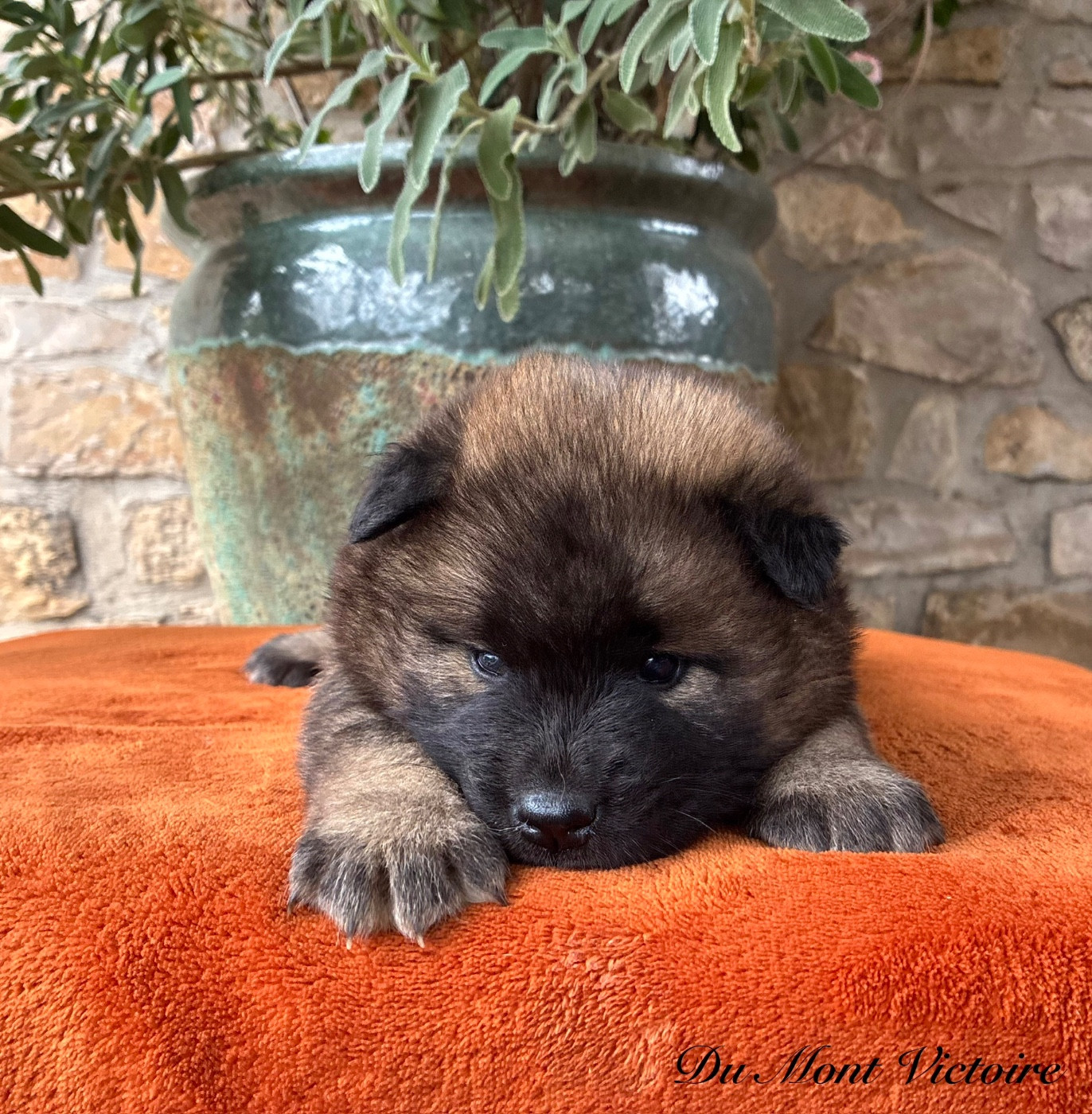 Du Mont Victoire - Chiots disponibles - Eurasier