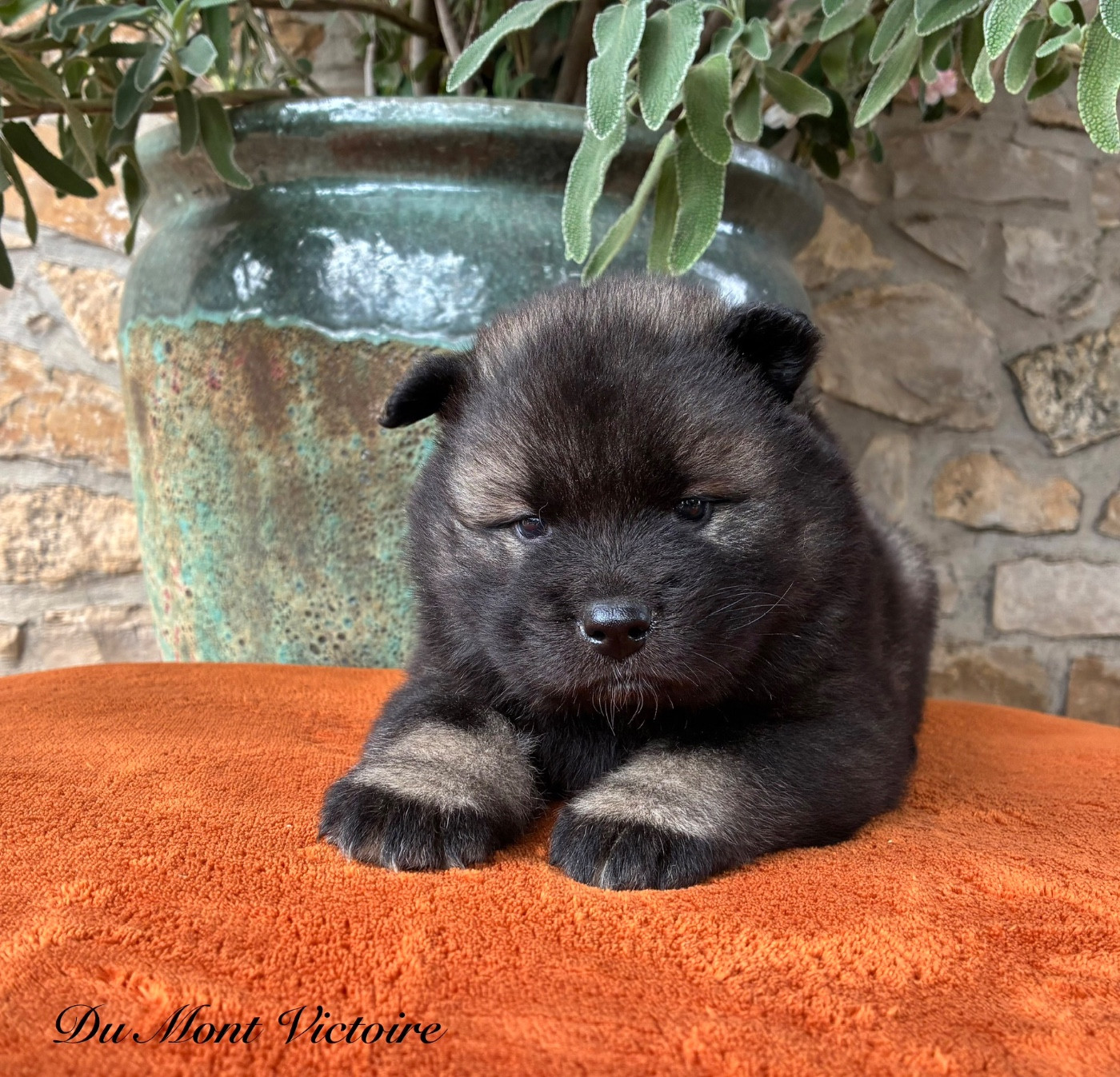 Du Mont Victoire - Chiots disponibles - Eurasier
