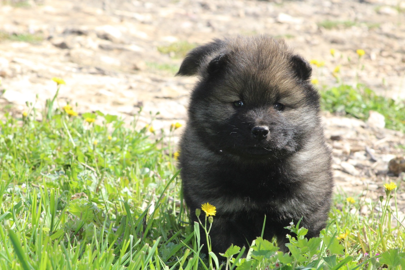 Du Mont Victoire - Chiots disponibles - Eurasier