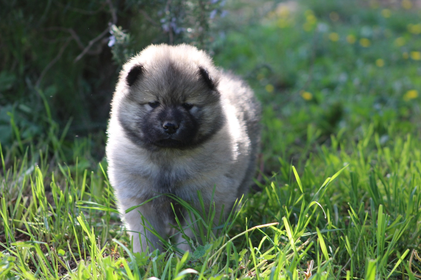 Du Mont Victoire - Chiots disponibles - Eurasier