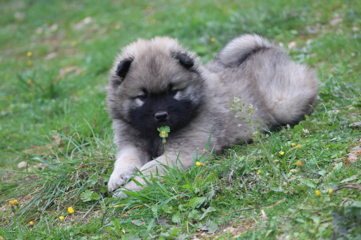 Du Mont Victoire - Eurasier - Portée née le 05/02/2026
