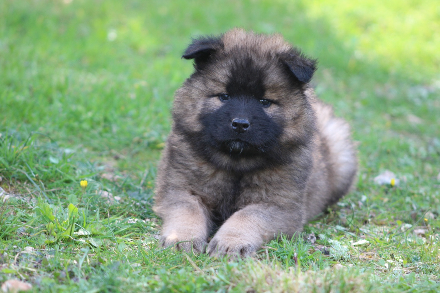 Du Mont Victoire - Chiots disponibles - Eurasier