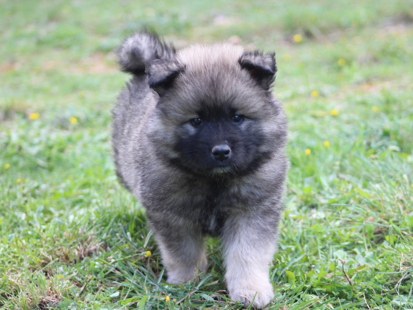 Du Mont Victoire - Chiots disponibles - Eurasier