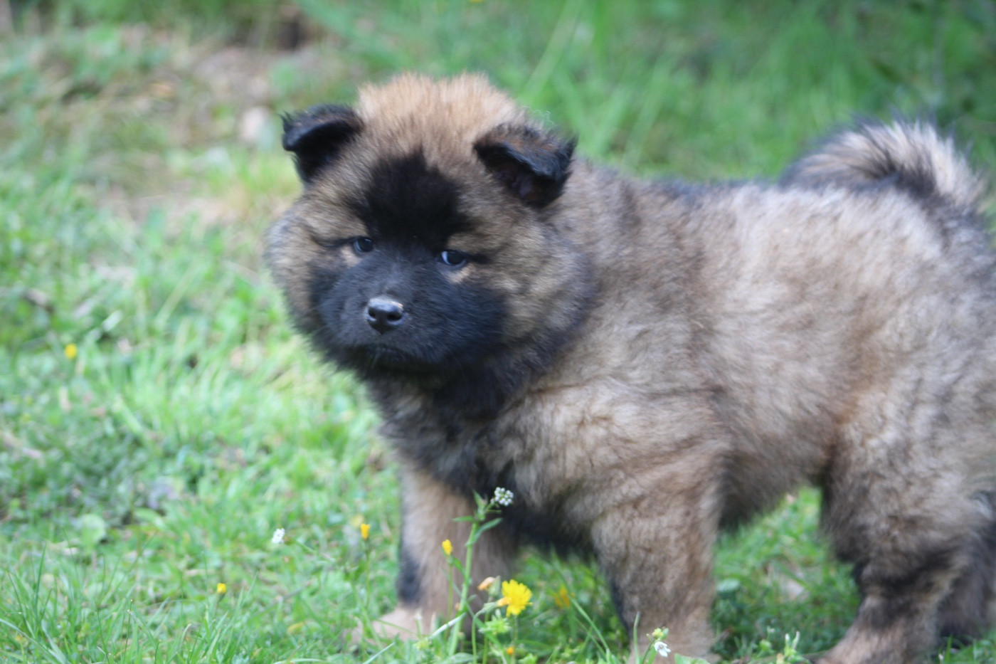 Du Mont Victoire - Eurasier - Portée née le 05/02/2026